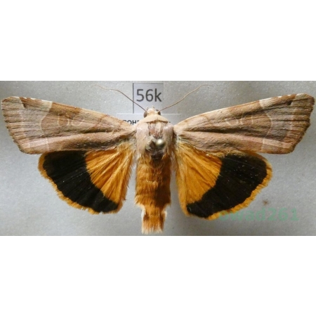 Noctua fimbriata (Schreber, 1759) Rolnica aksamitka Czech56k